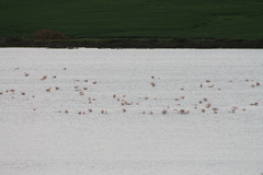 Phoenicopterus roseus