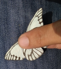 Appias libythea