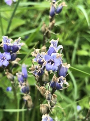 Hyacinthoides