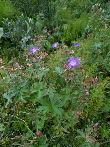 wood crane's-bill