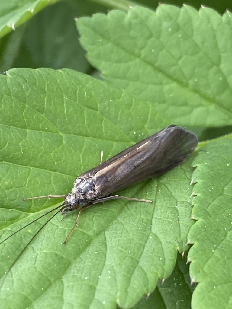Hydropsyche angustipennis