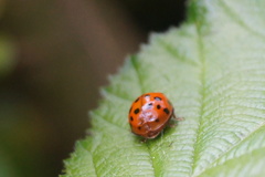 Harmonia axyridis