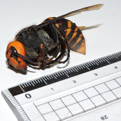 Vespa mandarinia japonica