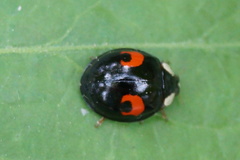 Harmonia axyridis