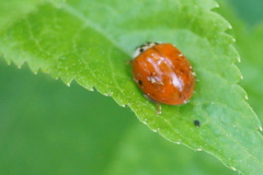 Harmonia axyridis