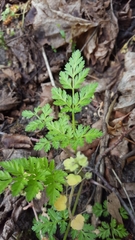 Chaerophyllum temulum