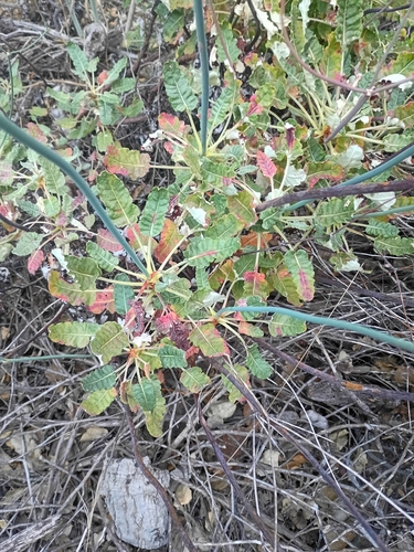 iNaturalist observation photo of Redflower Buckwheat