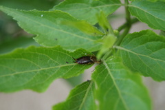 Forficula auricularia