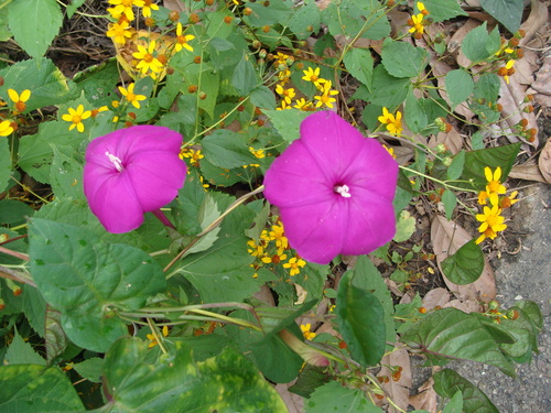 Ipomoea dumosa, photograph 3