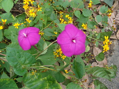 Ipomoea dumosa, photograph (c) Alexis López Hernández, some rights reserved (CC BY)