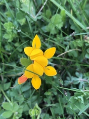 Lotus corniculatus