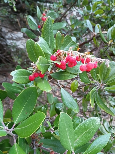 iNaturalist observation photo of summer holly