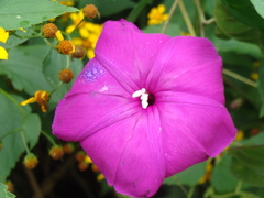 Ipomoea dumosa, photograph (c) Alexis López Hernández, some rights reserved (CC BY)