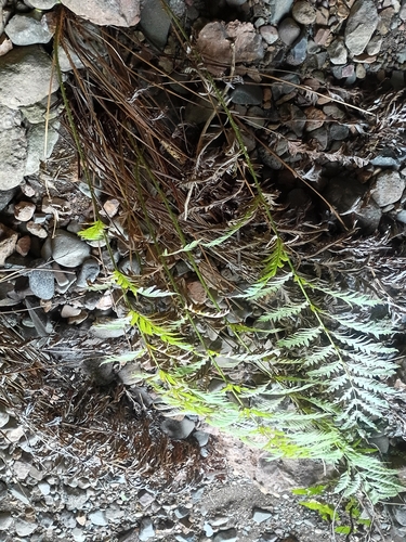 iNaturalist observation photo of giant chain fern
