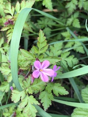 Geranium robertianum