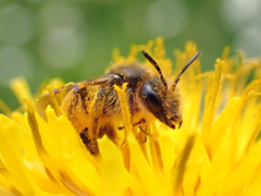 Andrena humilis