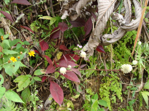 Alternanthera brasiliana, photograph 4