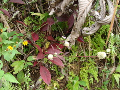 Alternanthera brasiliana, photograph (c) Alexis López Hernández, some rights reserved (CC BY)