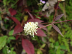 Alternanthera brasiliana, photograph (c) Alexis López Hernández, some rights reserved (CC BY)