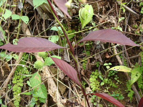 Alternanthera brasiliana, photograph 3