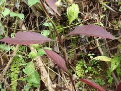 Alternanthera brasiliana, photograph (c) Alexis López Hernández, some rights reserved (CC BY)