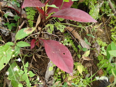Alternanthera brasiliana, photograph (c) Alexis López Hernández, some rights reserved (CC BY)