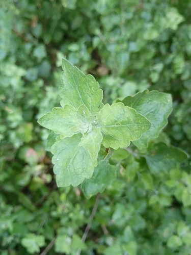 iNaturalist observation photo of California Brickellbush