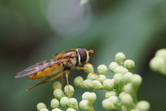 Epistrophe nitidicollis