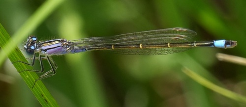 Blue-tailed Damselfly