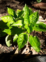 Capsicum annuum glabriusculum