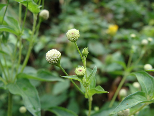 Acmella radicans, photograph 3
