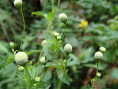 Acmella radicans, photograph (c) Alexis López Hernández, some rights reserved (CC BY)