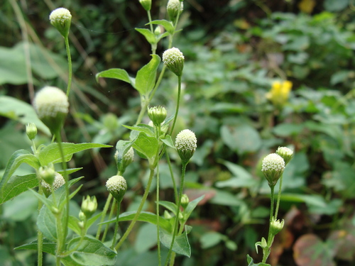 Acmella radicans, photograph 4