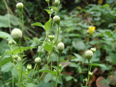 Acmella radicans, photograph (c) Alexis López Hernández, some rights reserved (CC BY)