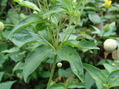 Acmella radicans, photograph (c) Alexis López Hernández, some rights reserved (CC BY)