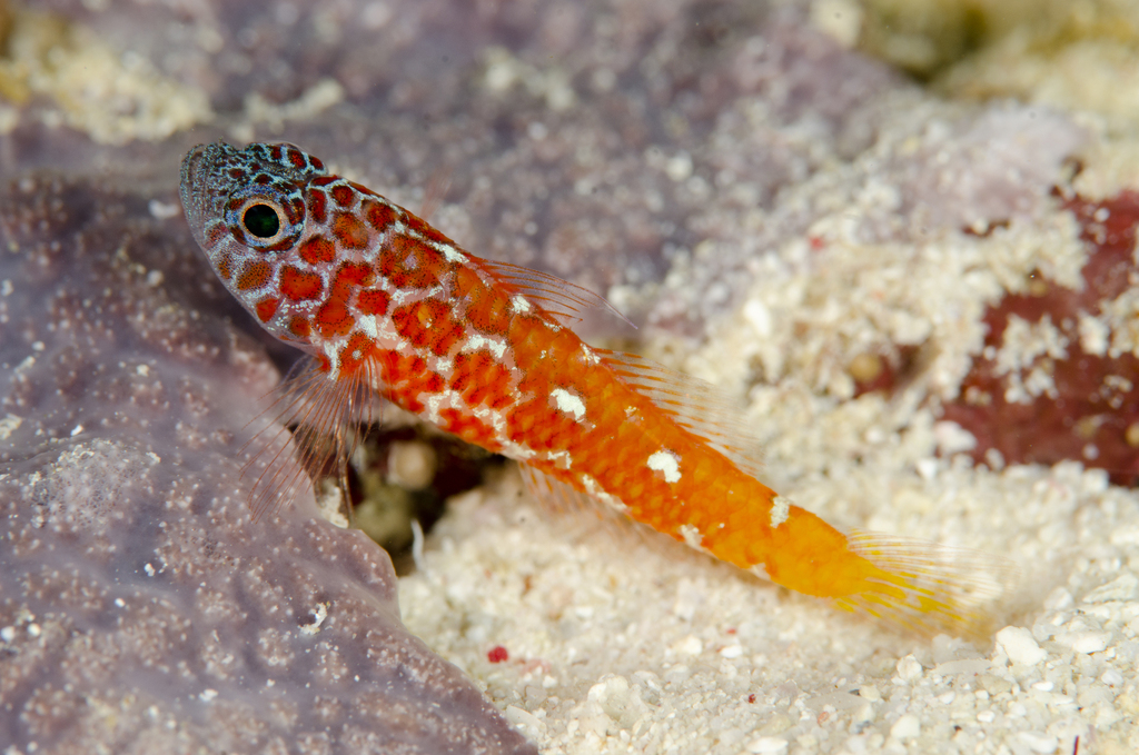Lantana Pygmygoby