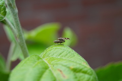 Tephritis vespertina