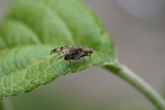 Tephritis vespertina