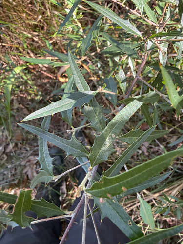 Prickly Shaggy Pea
