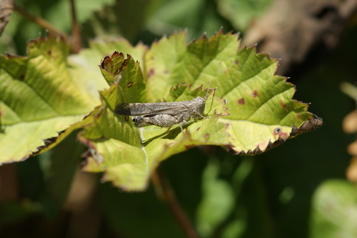 iNaturalist observation photo of trailside grasshopper