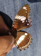 Hypolimnas bolina