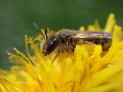 Andrena humilis