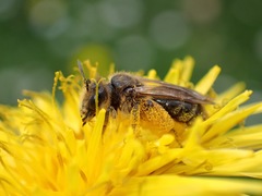 Andrena humilis