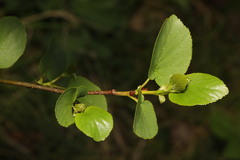 Alnus cordata