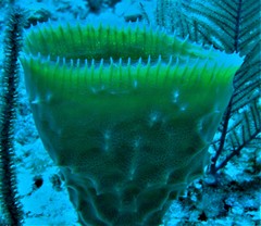 Callyspongia aculeata