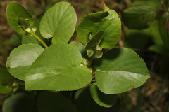 Alnus cordata