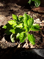 Capsicum annuum glabriusculum