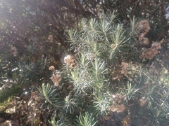 Linochilus rosmarinifolius