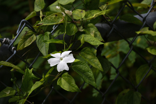 Thunbergia fragrans observed 2025-08-08