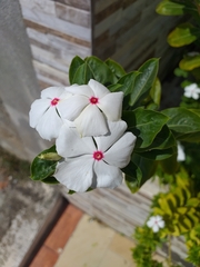 Catharanthus roseus